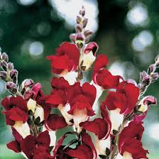 Antirrhinum majus Night and Day Snapdragon Seeds – 1000+ Bi-Color Blooms