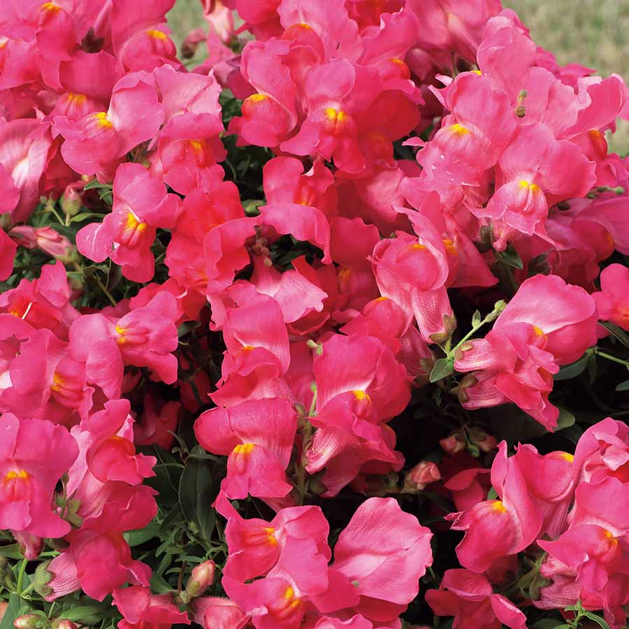 Candy Showers Pink Snapdragon Seeds (Antirrhinum majus) – 1000+ Seeds, Trailing Pink Blooms