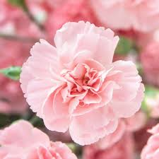 La France Carnation Seeds - Heirloom Dianthus caryophyllus, Fragrant Pink/Red, 30+ Seeds, Zones 6-8