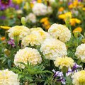 Moonlight Marigold - Tagetes Erecta | Pale Yellow Blooms, 25 Seeds