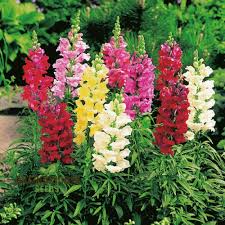 Antirrhinum majus Maximum Mix Snapdragon Seeds - 1000+ Seeds for Colorful Garden & Cut Flowers