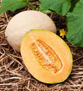 Hales Best Jumbo Cantaloupe Seeds - Heirloom, Non-GMO, 85 Days