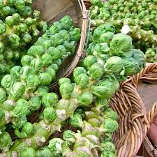 Brussel Sprouts Catskill Seeds - Heirloom Brassica oleracea, 1g Pack