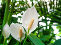 Peace Lily (Spathiphyllum) Live Plant 10-12 Inches | Bare-Root Starter Plant