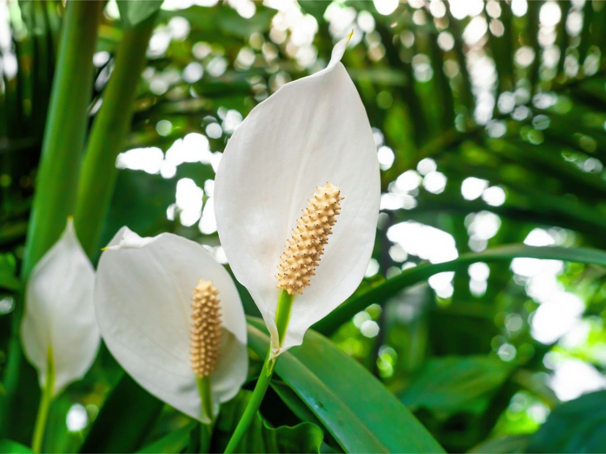 Peace Lily (Spathiphyllum) Live Plant 10-12 Inches | Bare-Root Starter Plant