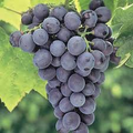 Everest Grape Cuttings (4-Pack) – Seedless Vitis vinifera 'Everest' with 2-3 Nodes