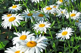 Shasta Daisy Seeds - Non-GMO, White Flowers with Yellow Centers, 200-4,000 Seeds