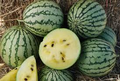 Yellow Petite Watermelon Seeds - Heirloom, Non-GMO, 70 Days to Maturity