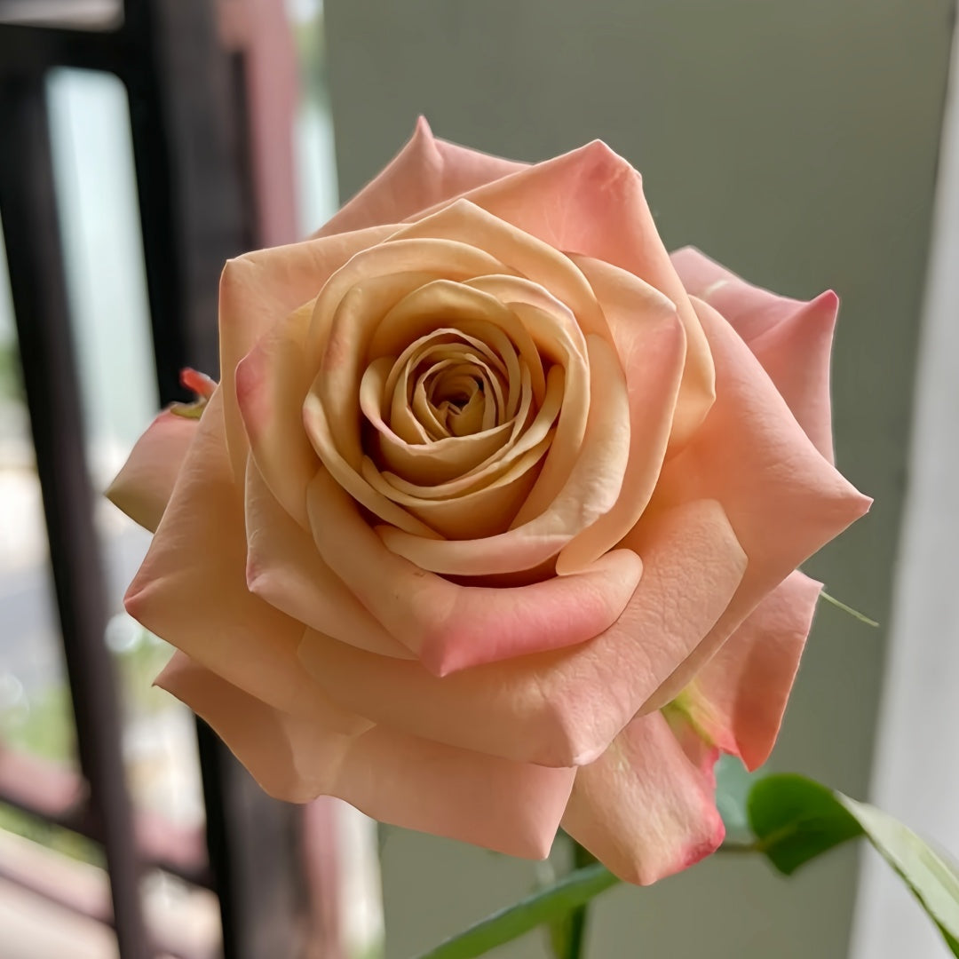 Cappuccino Rose Crepe Myrtle - 3 Unrooted Cuttings for Rooting or Grafting