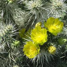 Whipple's Cholla Cactus (Cylindropuntia whipplei) Bare Root Live Plant - 8"
