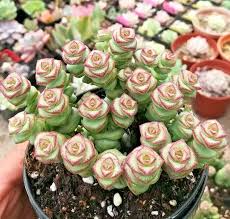 Crassula cv. 'Jade Necklace' Seeds - Rare Succulent, 25 Seeds, USDA Zones 9-11