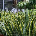 Snake Plant Starter (Sansevieria trifasciata) – Easy Care Indoor Plant, Air-Purifying, Upright Leaves