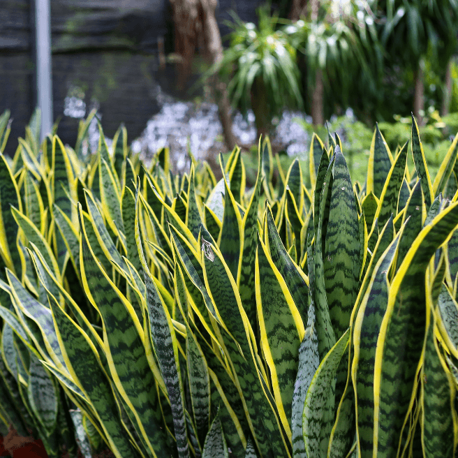 Snake Plant Starter (Sansevieria trifasciata) – Easy Care Indoor Plant, Air-Purifying, Upright Leaves