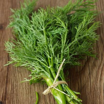 Bouquet Dill Seeds (4,000) - Non-GMO Heirloom, Fast-Growing Culinary Herb