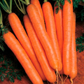 Scarlet Nantes Carrot Seeds | Heirloom, Non-GMO, 65 Days to Maturity