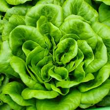 Bibb Butterhead Lettuce Seeds (1g) Lactuca sativa - Heirloom, Non-GMO | Compact, Cool-Season