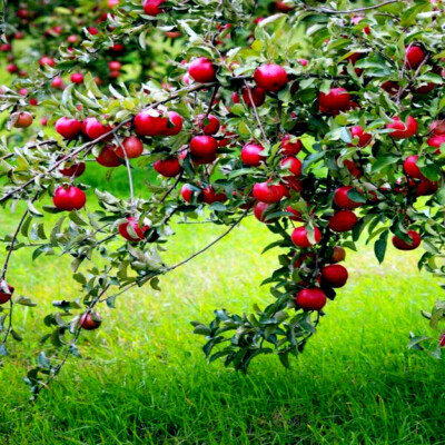 Paradise Apple Tree Seeds (Malus pumila) - Red Delicious - Cold Hardy 3-9 Zones