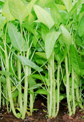 White Stem Water Spinach Seeds (Ong Choy, Kong Xin Cai) 50+ Seeds - Ipomoea aquatica