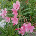 Pink Oleander Live Cuttings - 7" 7 Fresh, Easy to Root Starter Plant