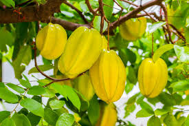 Starfruit Carambola Tree (Averrhoa carambola) Starter Plant