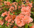 Cameo Flowering Quince (Chaenomeles speciosa) - 1-Gallon Live Seedling for Bonsai or Garden, Hardy Zones 4-8