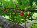 Hog Plum (Spondias purpurea) - 3 Fresh Unrooted Spanish Plum Cuttings