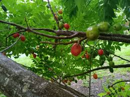 Hog Plum (Spondias purpurea) - 3 Fresh Unrooted Spanish Plum Cuttings