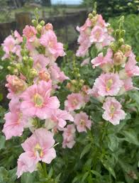 Chantilly Light Pink Snapdragon Seeds (Antirrhinum majus) - 1000 Seeds