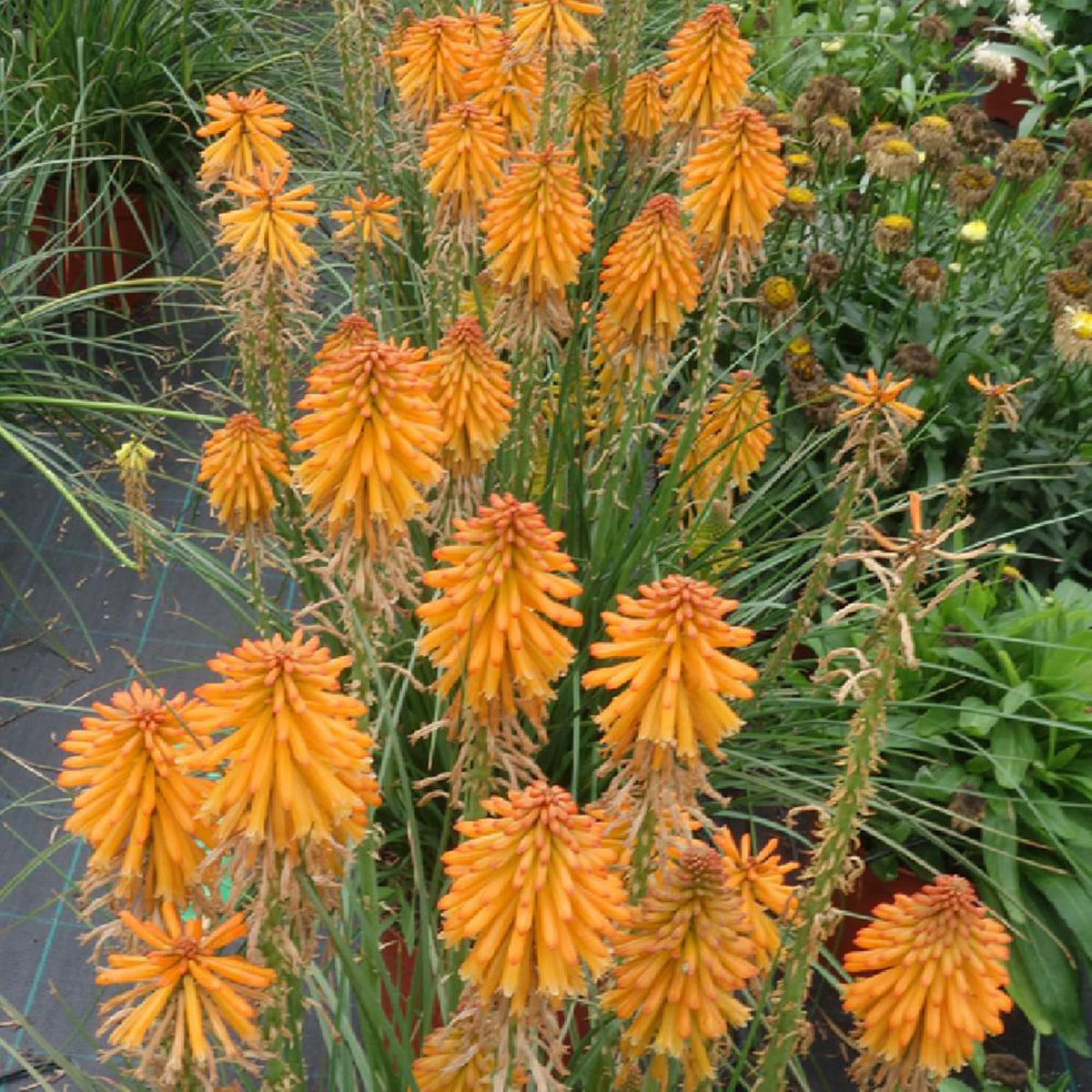 Kniphofia Mango Popsicle Bare Root Hot Poker Plant | Perennial, Drought-Tolerant, Full Sun