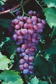Red Catawba Grape Vine (Vitis labrusca) - Rooted Starter Plant, 12+" tall