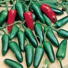 25 Mild TAM Jalapeño Pepper Seeds – Capsicum annuum, Heirloom, Non-GMO, 1,000–3,500 Scoville