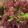 Lollo Rosso Lettuce Seeds - 1000 Non-GMO Heirloom Seeds, Frilly Red Leaf