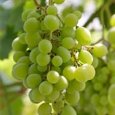 Grape Vine 18" Rooted Cutting – Sweet Seedless Green Grape Plant (Vitis vinifera) – Ready to Plant