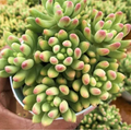Sedum 'Alice Evans' Bare Root | 3 Live Stonecrop Succulents - Drought-Tolerant, Compact, Trailing