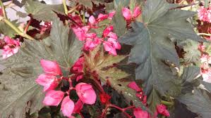 Lana Angel Wing Begonia Starter Plant – 10" Tall, Bright Pink Flowers, Green-Silver Foliage