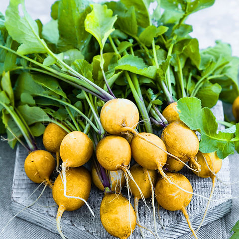 Golden Helios Radish Seeds - Heirloom, Mild & Crisp Yellow Skin (500+ Seeds)