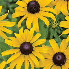 Black-eyed Susan Seeds Rudbeckia hirta - 100mg, Hardy Perennial with Yellow Blooms