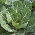 Collard Vates Seeds - Brassica oleracea | 1g (~300 Seeds) Cold-Hardy Heirloom Greens