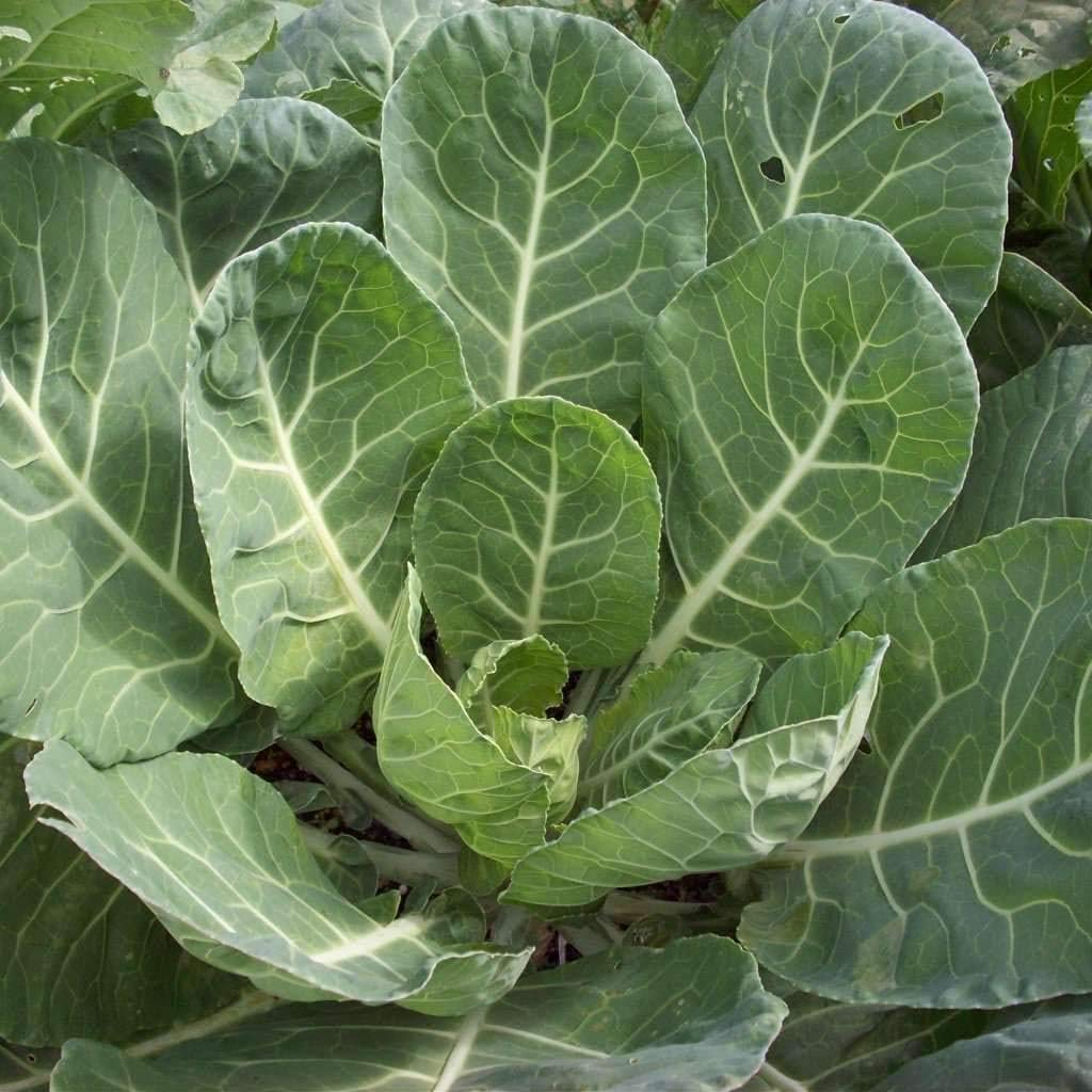Collard Vates Seeds - Brassica oleracea | 1g (~300 Seeds) Cold-Hardy Heirloom Greens