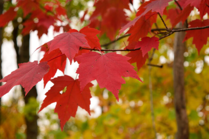 Florida Red Maple Trees (Acer rubrum) 12 Bare-Root Seedlings 8-15"