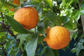 Citrus × Aurantium Pixie Mandarin Orange Live Cuttings - 5 Unrooted Cuttings, Edible Fruit, Zones 9-11