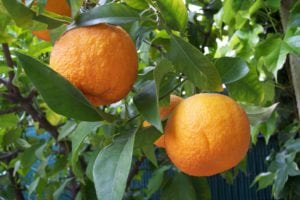 Citrus × Aurantium Pixie Mandarin Orange Live Cuttings - 5 Unrooted Cuttings, Edible Fruit, Zones 9-11