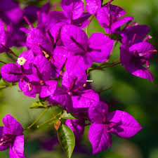 Purple Bougainvillea - Live Plant, 5-7" tall in 4" Pot