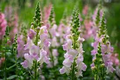 Legend Light Pink Snapdragon Seeds - 1000+ Seeds, Double Blooms, Pollinator-Attracting