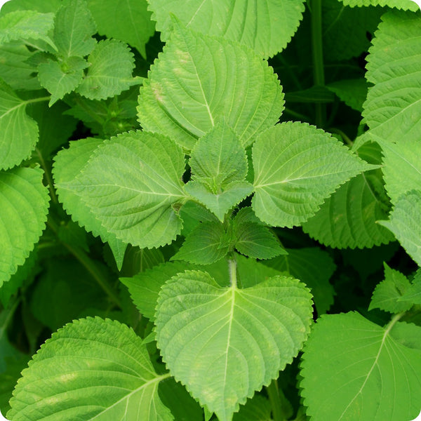 Perilla Shiso Korean Perilla Herb Seeds (Perilla frutescens) - 500mg, Non-GMO