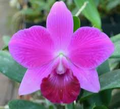 Lc Mini Purple 'Lea' x Pot Oconee Circle 'Lone Jack' Orchid Starter Plant - 3-Inch Pot