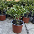 Crassula Ovata Green Jade — 3 Unrooted 4" Cuttings (Money Tree) - Easy-Care Succulent for Bonsai, Indoor Plant