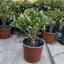 Crassula Ovata Green Jade — 3 Unrooted 4" Cuttings (Money Tree) - Easy-Care Succulent for Bonsai, Indoor Plant