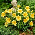 Stella D'Oro Daylily Bare Root Plants (5) - Bright Golden Yellow, Reblooming Border Perennial