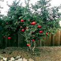 Dwarf Pomegranate Seeds Nana Punica granatum – 20 Seeds, Bonsai Friendly